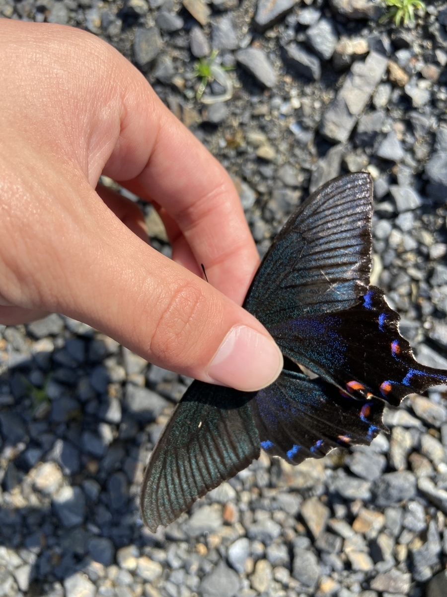 f:id:fissidens_dorcus:20210405174816j:plain
