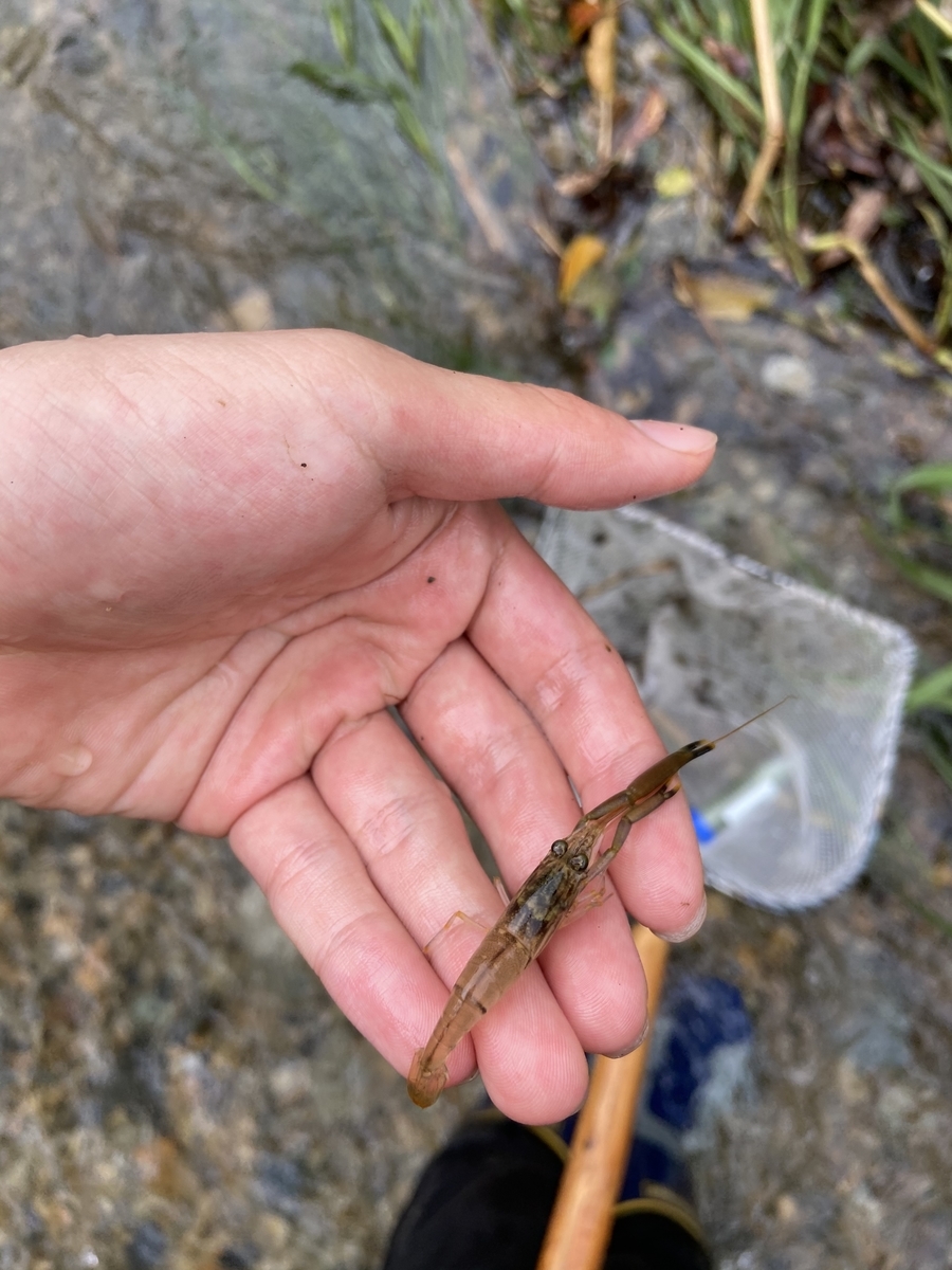 f:id:fissidens_dorcus:20210405175616j:plain