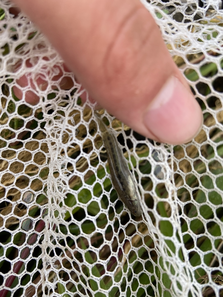 f:id:fissidens_dorcus:20210405175730j:plain