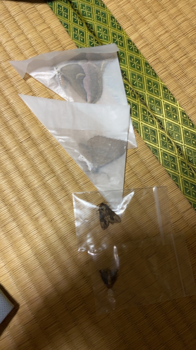 f:id:fissidens_dorcus:20210405180004j:plain