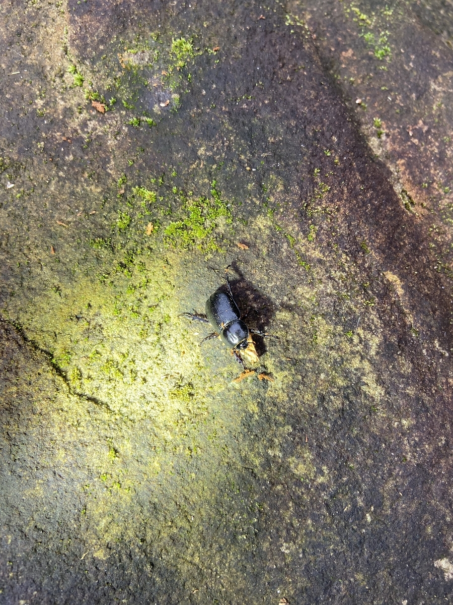 f:id:fissidens_dorcus:20210405181031j:plain