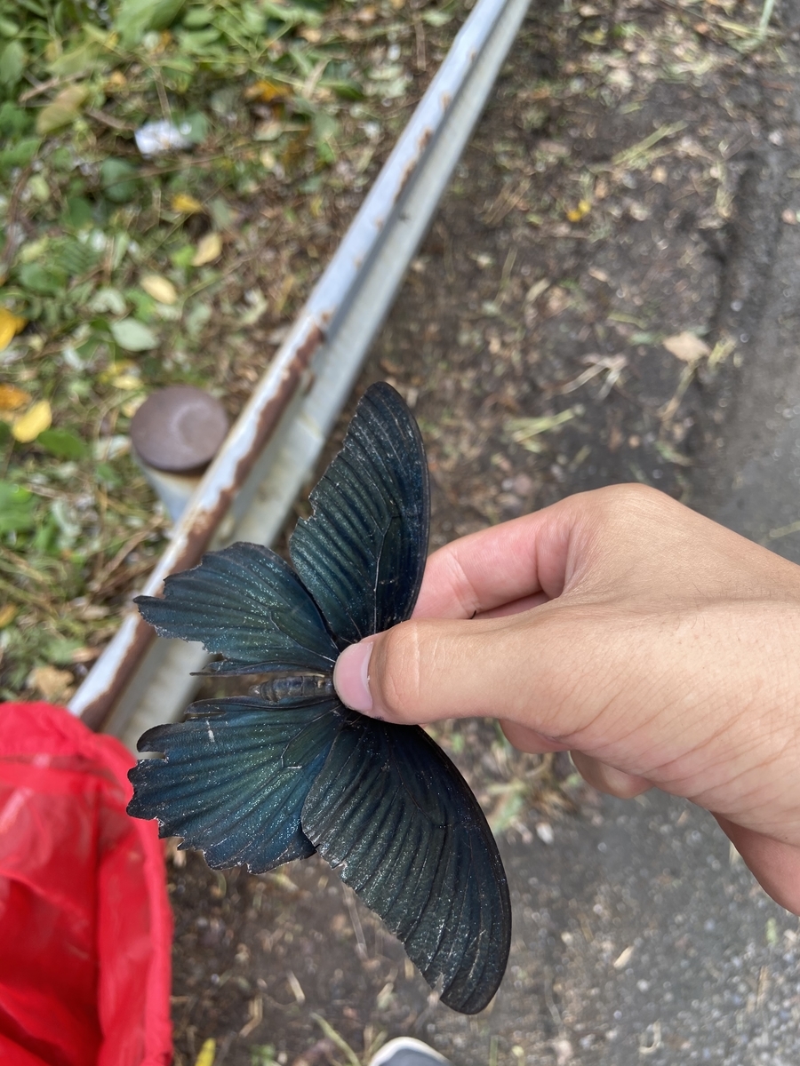 f:id:fissidens_dorcus:20210728233912j:plain