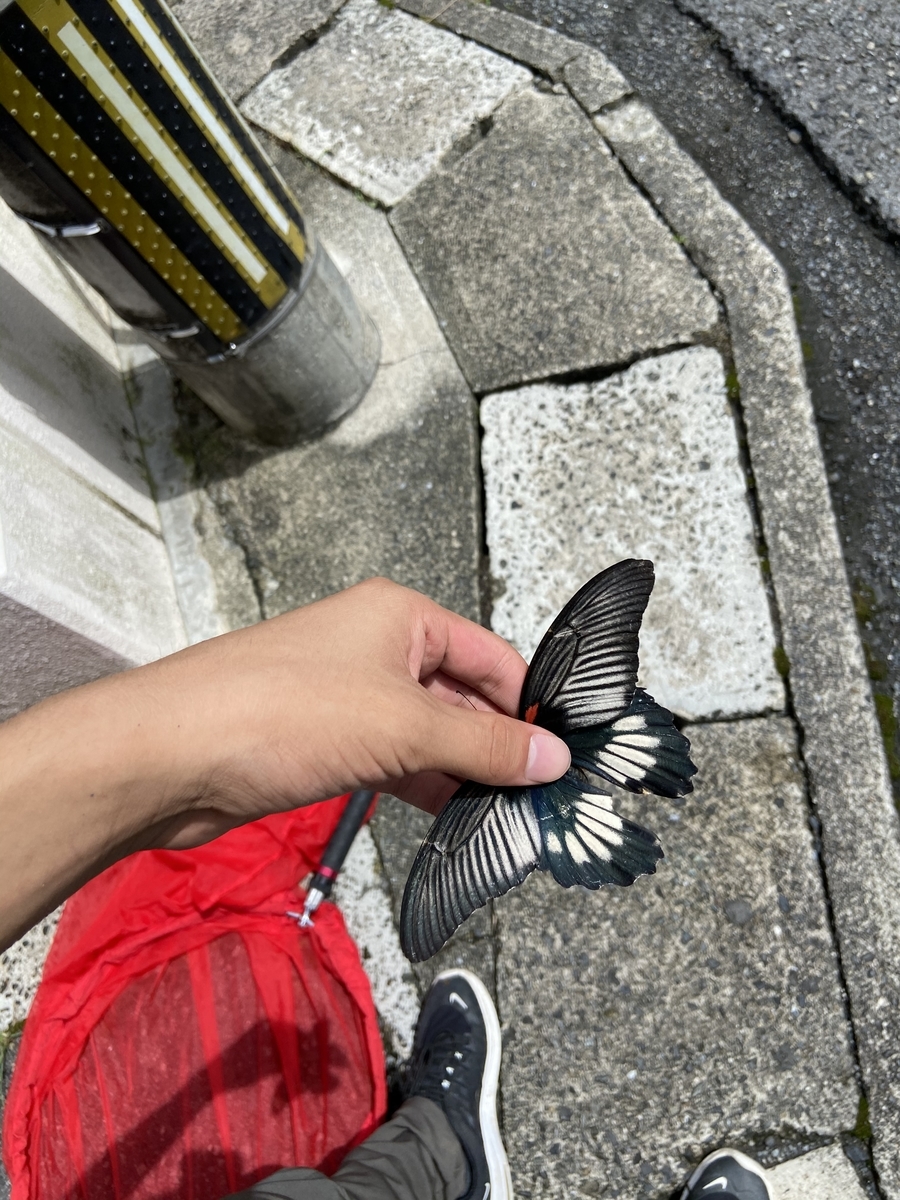 f:id:fissidens_dorcus:20210728234240j:plain