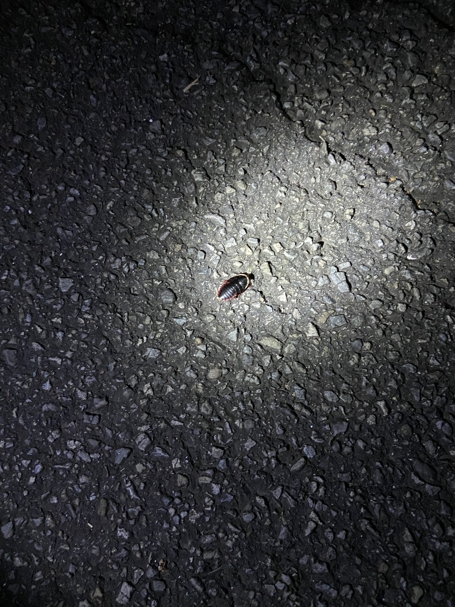 f:id:fissidens_dorcus:20210729000042j:plain