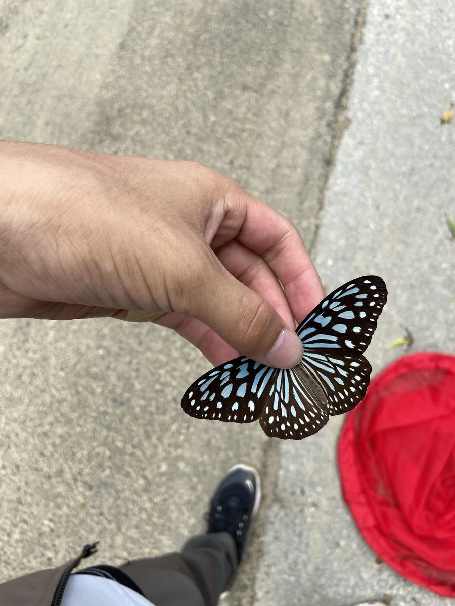 f:id:fissidens_dorcus:20210730180338j:plain