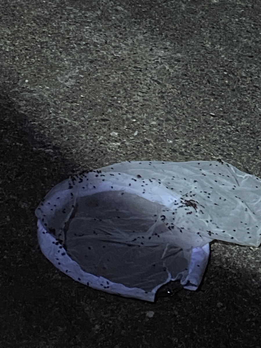 f:id:fissidens_dorcus:20210730180554j:plain