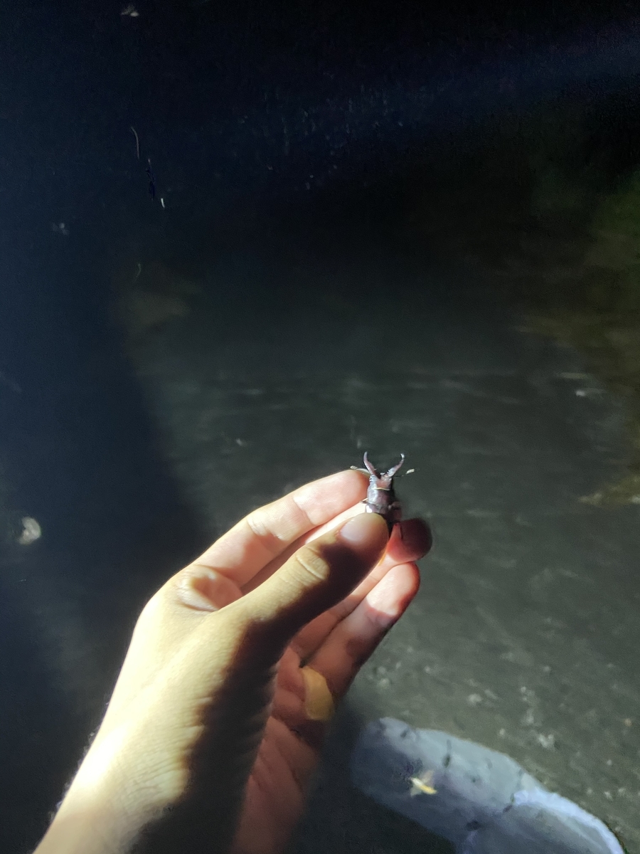 f:id:fissidens_dorcus:20210730180630j:plain