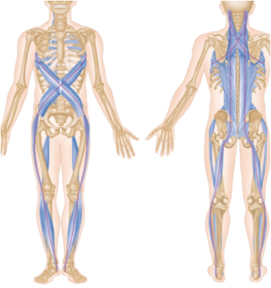f:id:fitness-physio:20190724095531p:plain