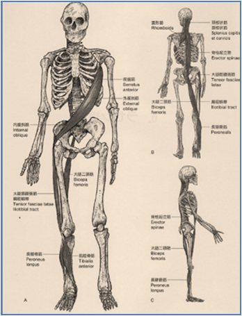 f:id:fitness-physio:20190724095543p:plain