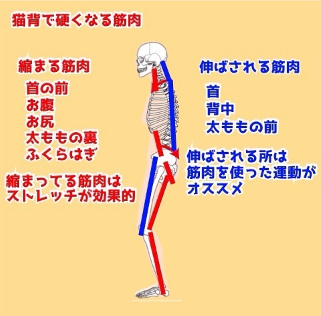 f:id:fitnessss:20201115124636j:image f:id:fitnessss:20201115124636j:image