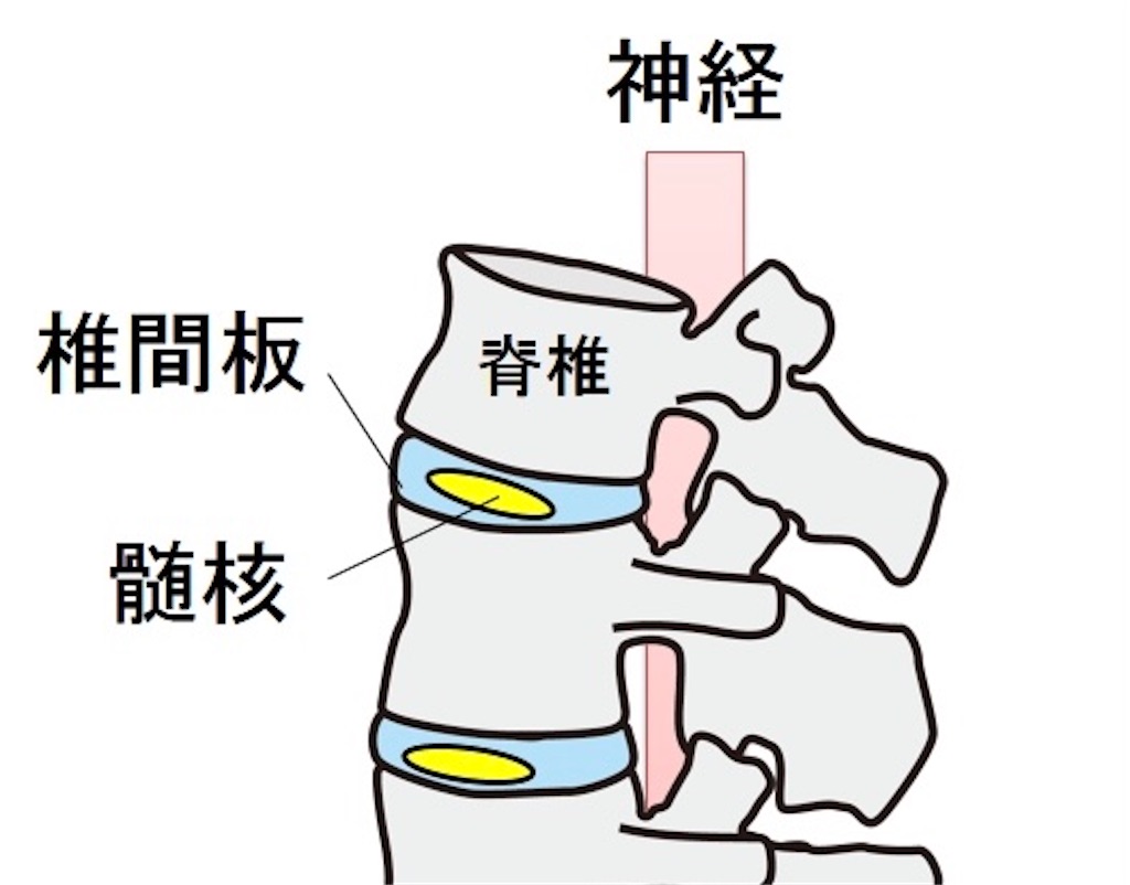 f:id:fitnessss:20201124105753j:image f:id:fitnessss:20201124105753j:image