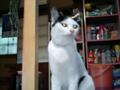 MyCat