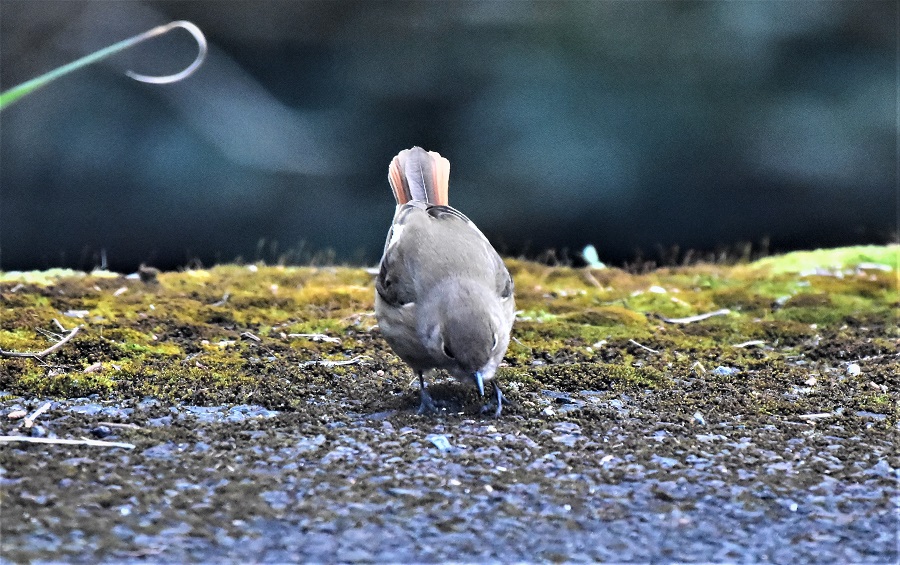 アパート暮らしに最適な鳥ベスト 8