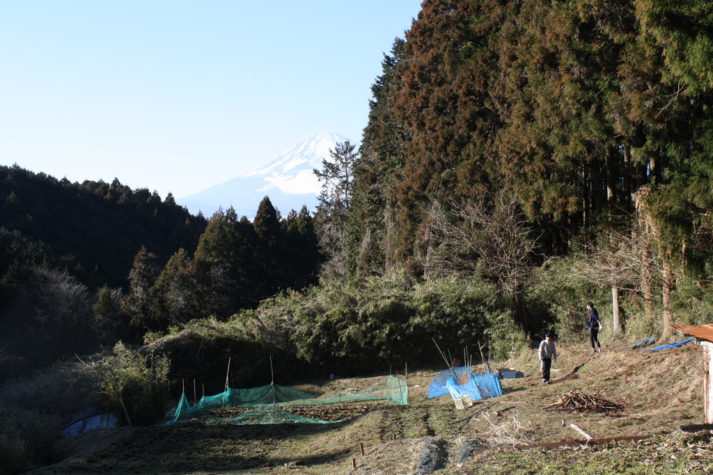 富士山がバックに見える畑