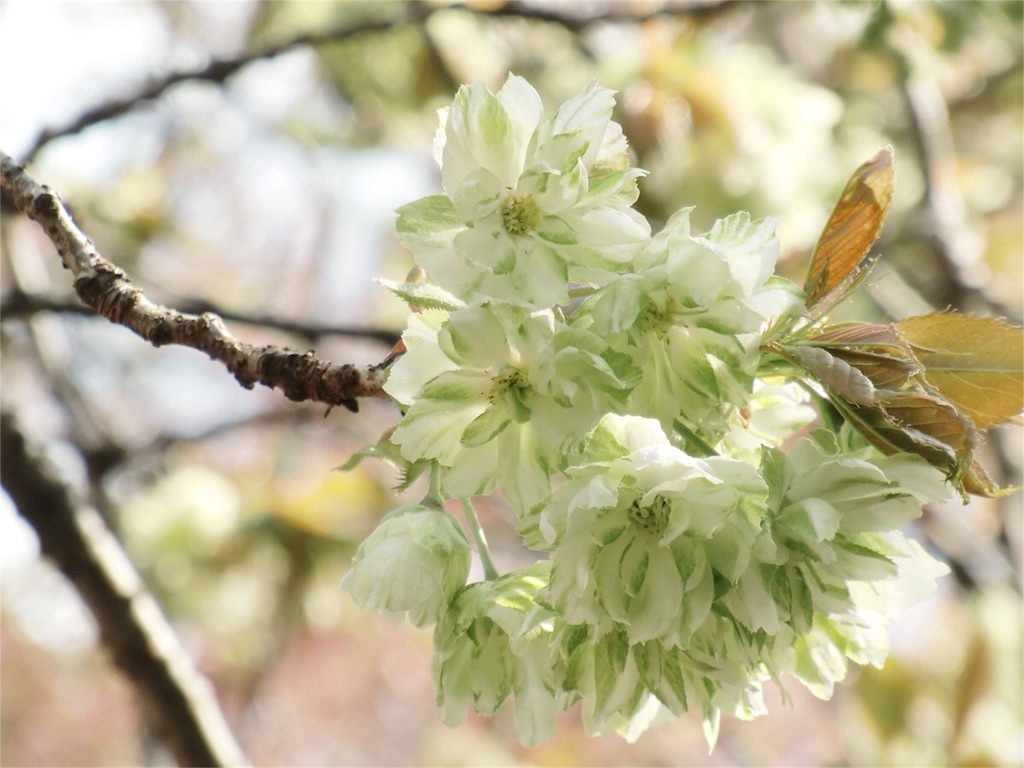 緑色の桜 御衣黄 7routeplanet