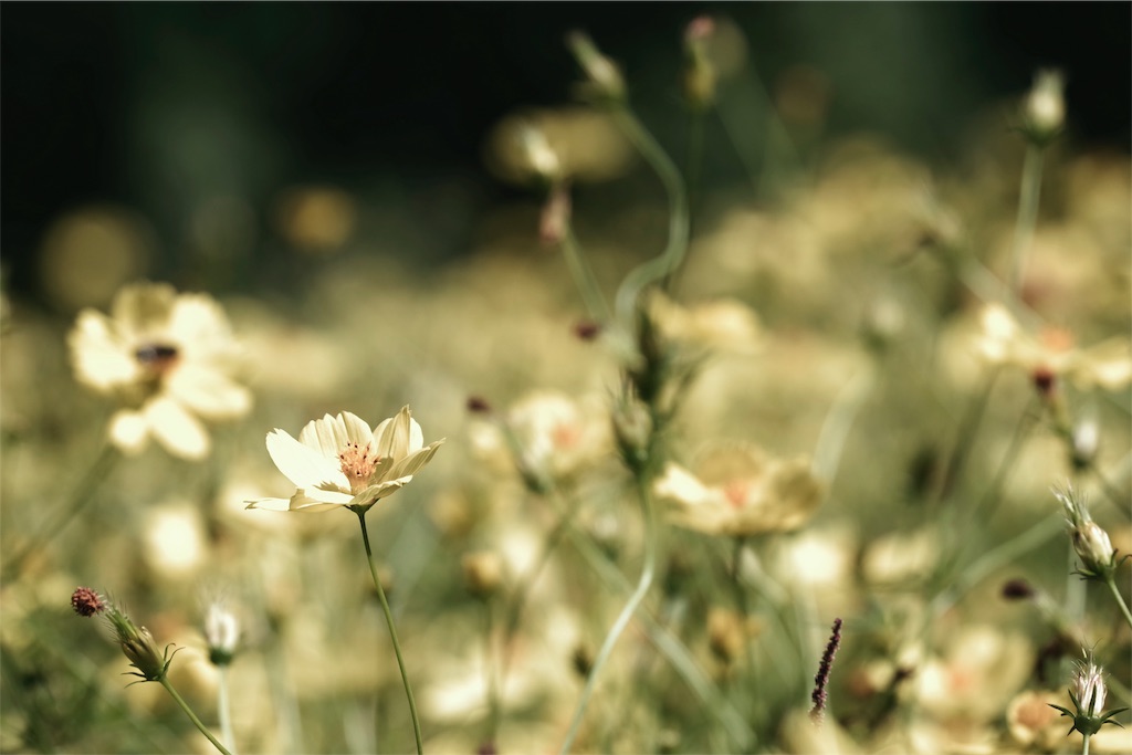 f:id:fiyalzha:20190403213828j:image