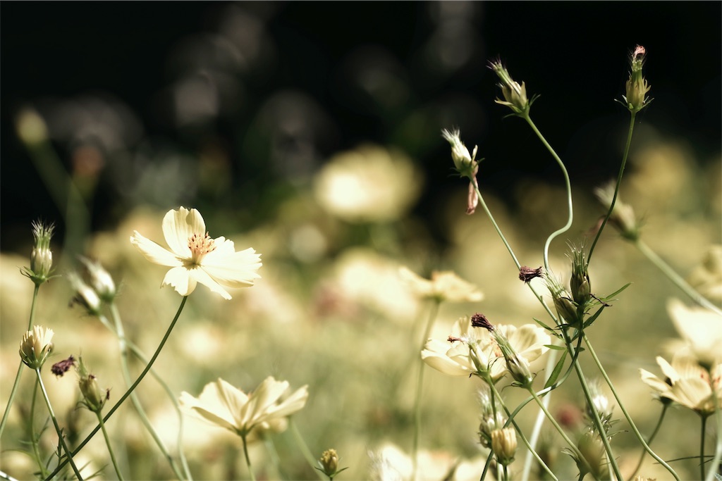 f:id:fiyalzha:20190403213833j:image