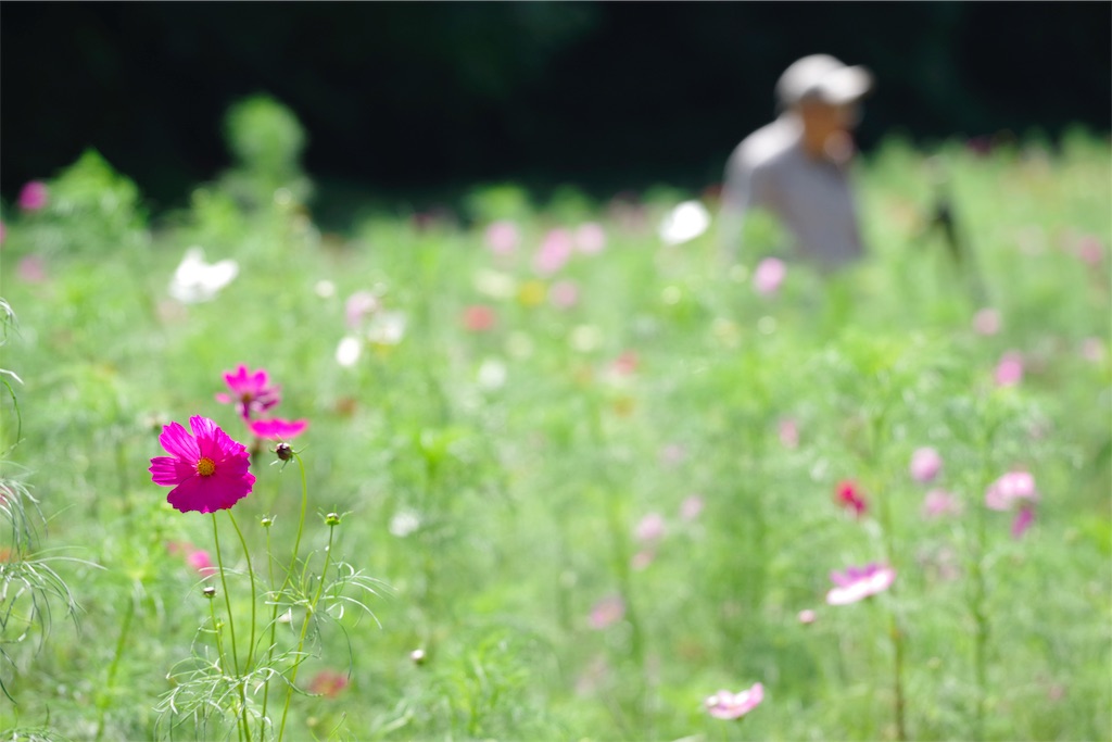 f:id:fiyalzha:20190403213838j:image