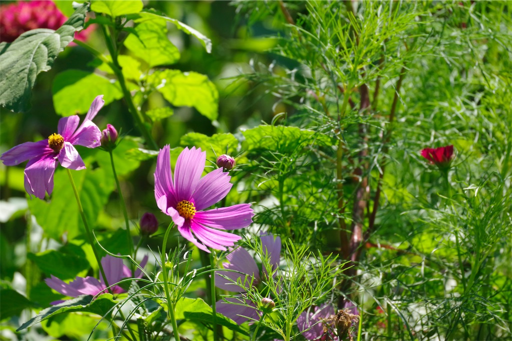 f:id:fiyalzha:20190403213843j:image