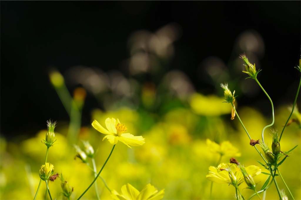 f:id:fiyalzha:20190403213852j:image