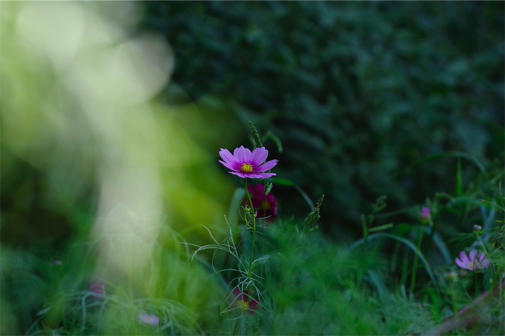 f:id:fiyalzha:20190403213900j:image