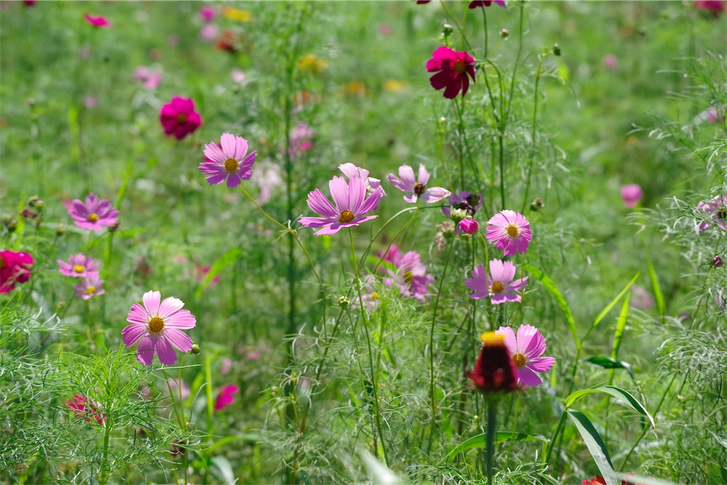 f:id:fiyalzha:20190403213904j:image