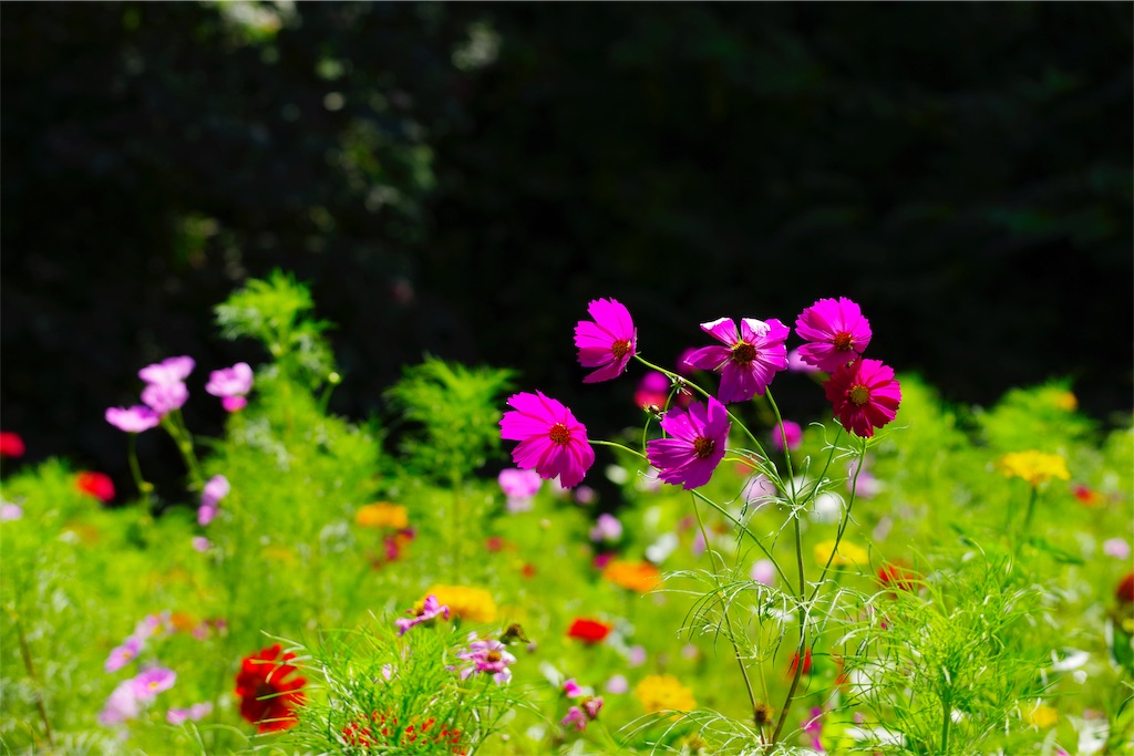 f:id:fiyalzha:20190403213910j:image