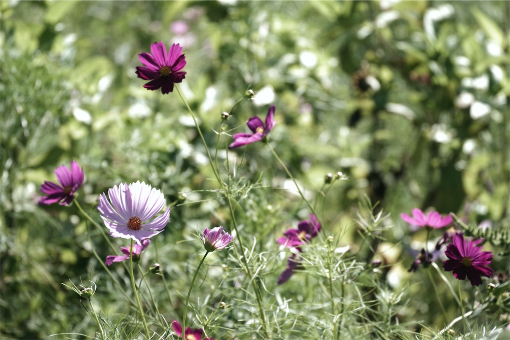 f:id:fiyalzha:20190403213915j:image