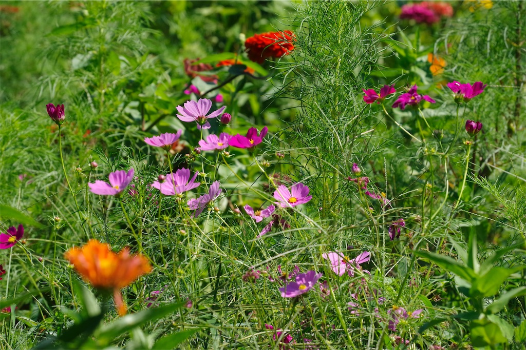 f:id:fiyalzha:20190403213921j:image