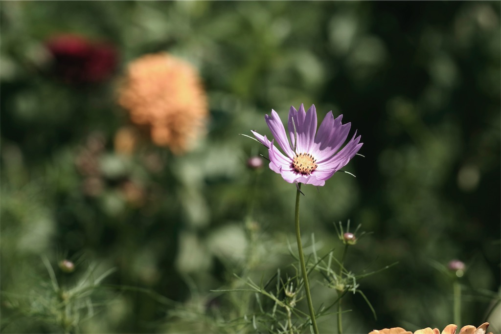 f:id:fiyalzha:20190403213925j:image