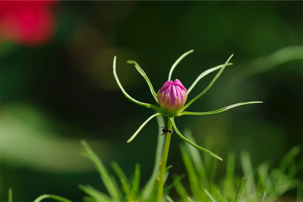 f:id:fiyalzha:20190403213930j:image