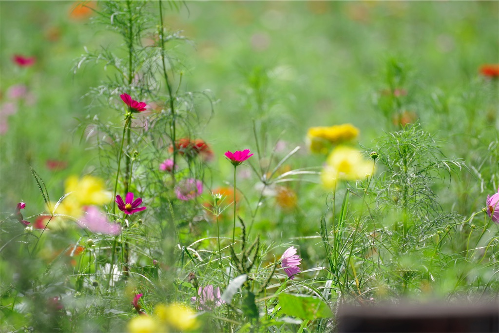 f:id:fiyalzha:20190403213935j:image