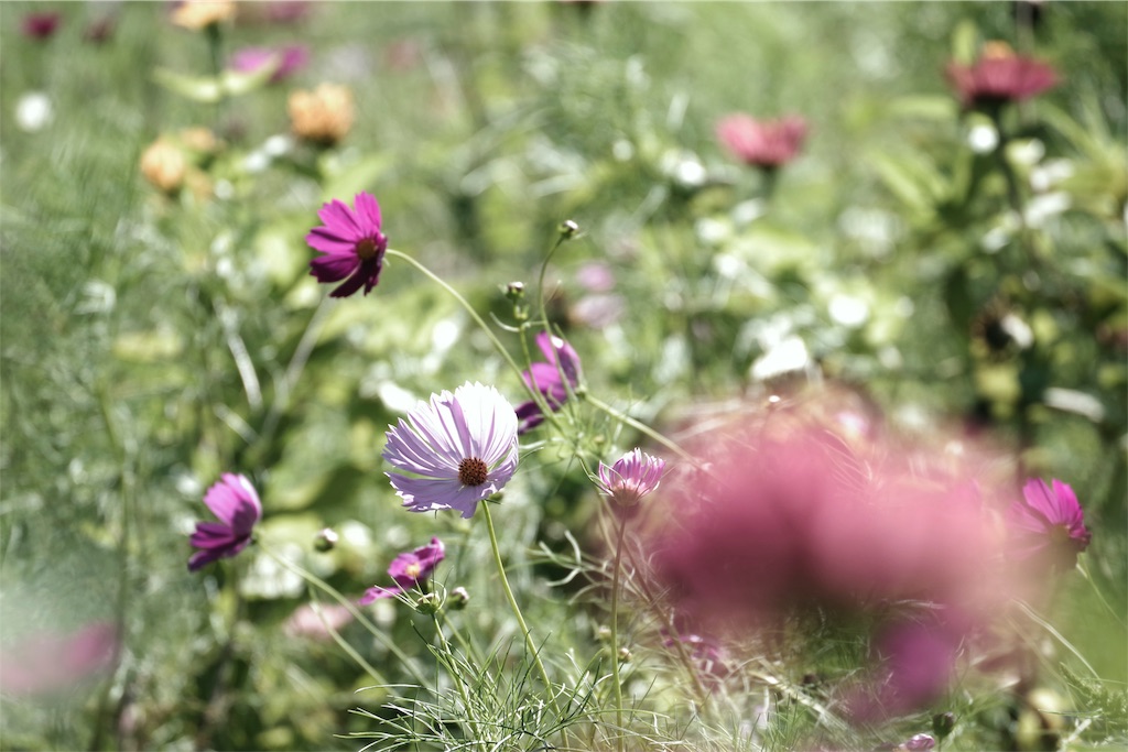 f:id:fiyalzha:20190403213941j:image