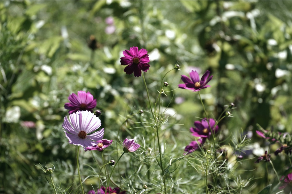 f:id:fiyalzha:20190403213946j:image