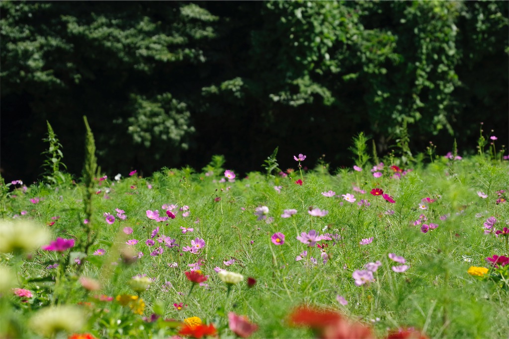 f:id:fiyalzha:20190403214003j:image