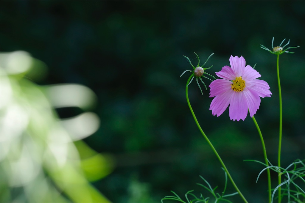 f:id:fiyalzha:20190403214007j:image