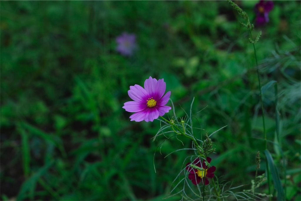 f:id:fiyalzha:20190403214011j:image