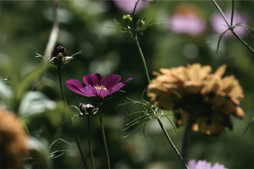 f:id:fiyalzha:20190403214016j:image