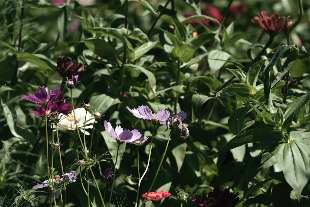 f:id:fiyalzha:20190403214021j:image