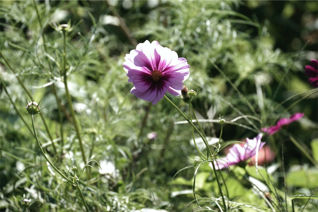 f:id:fiyalzha:20190403214027j:image