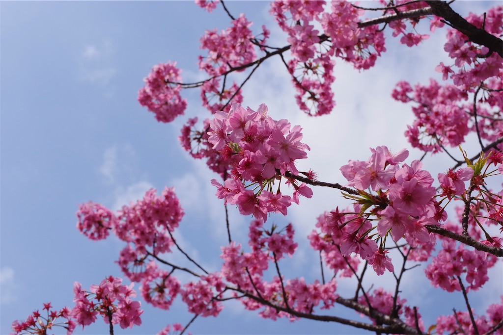 f:id:fiyalzha:20190403214618j:image