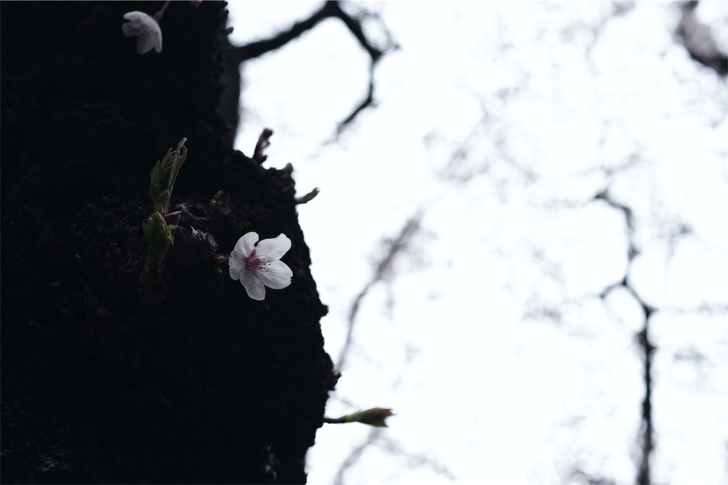 f:id:fiyalzha:20190403214622j:image