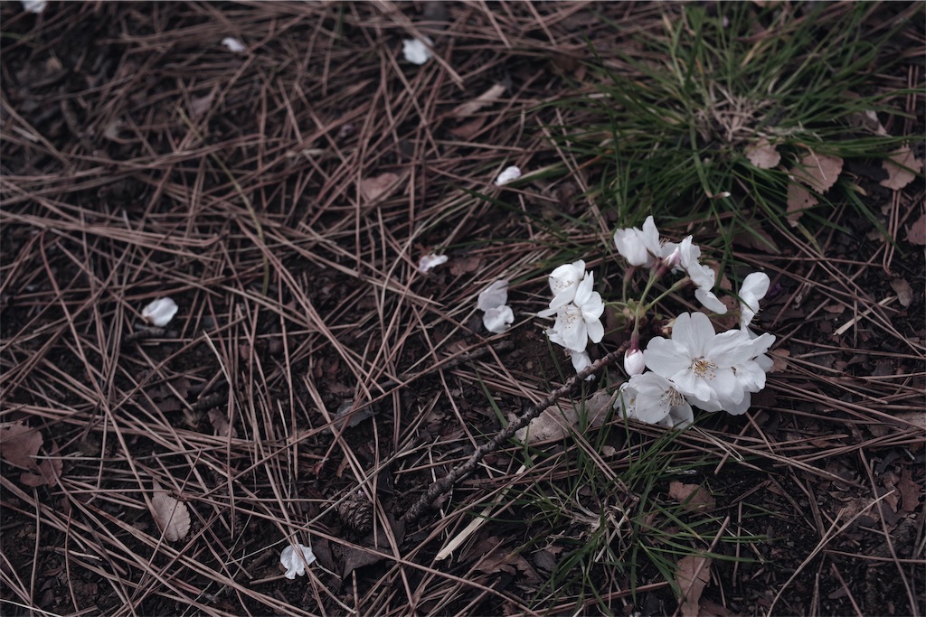 f:id:fiyalzha:20190403214626j:image