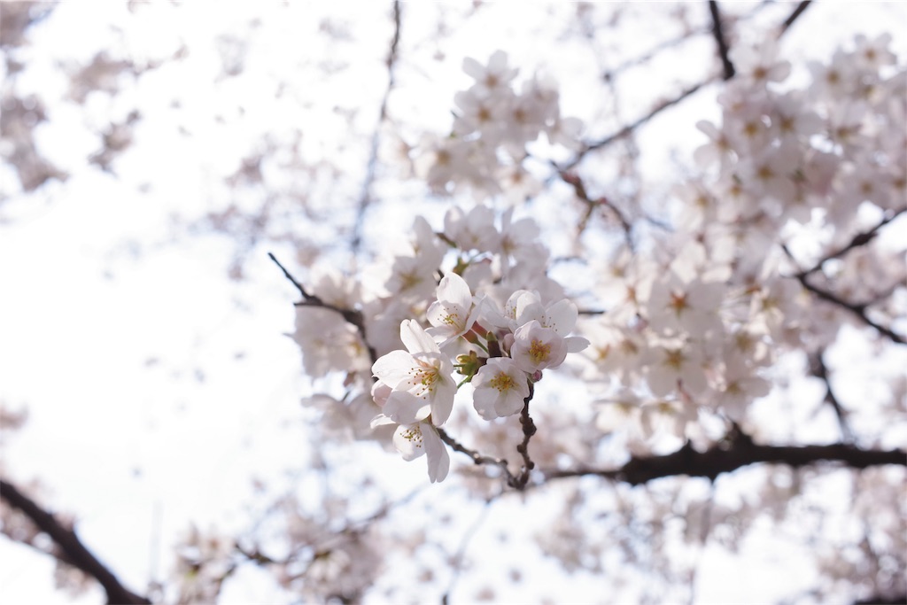 f:id:fiyalzha:20190403214635j:image