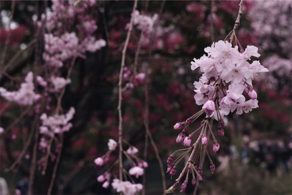 f:id:fiyalzha:20190403214644j:image