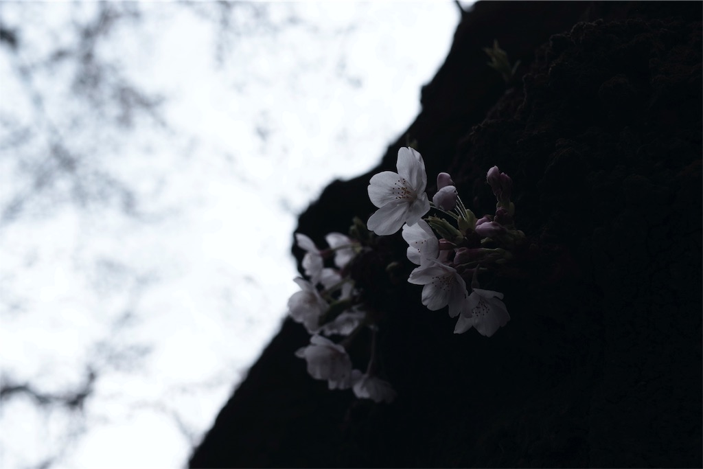 f:id:fiyalzha:20190403214648j:image