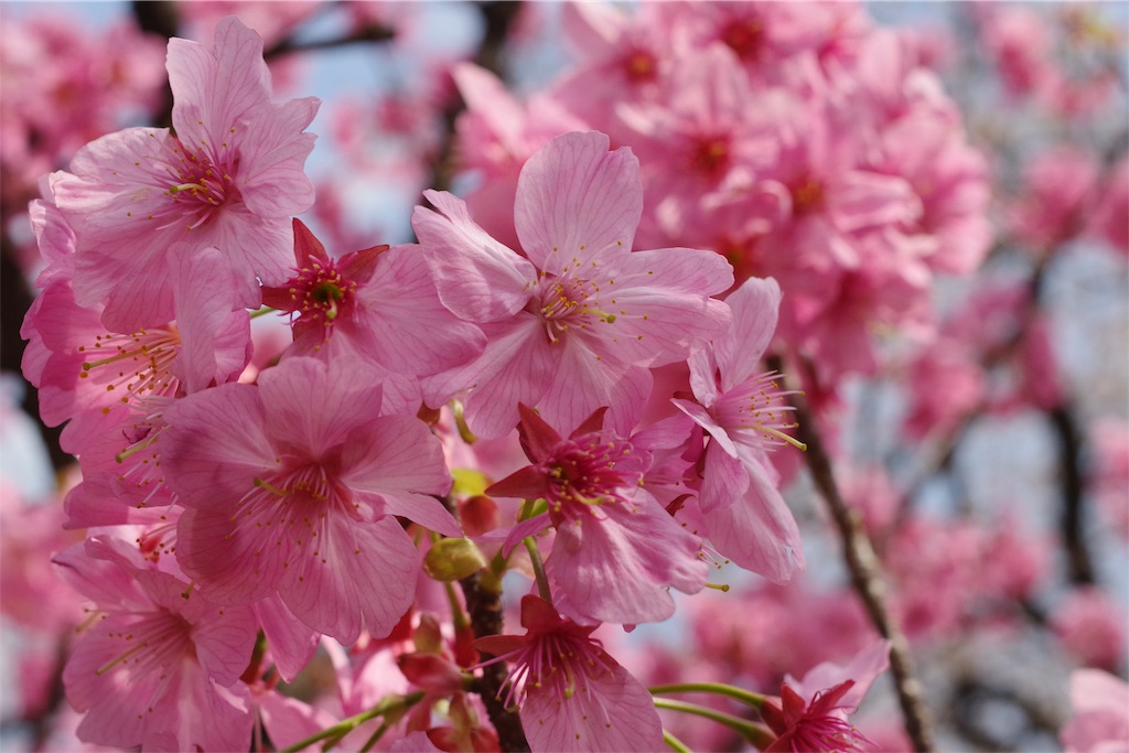 f:id:fiyalzha:20190403214653j:image