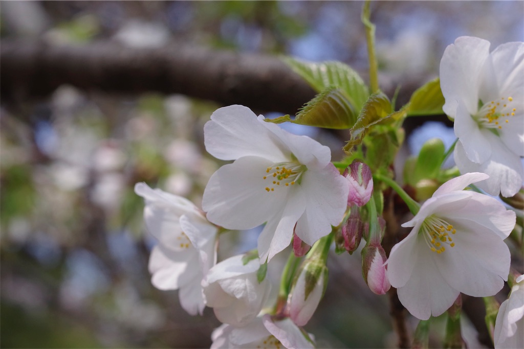 f:id:fiyalzha:20190403214657j:image