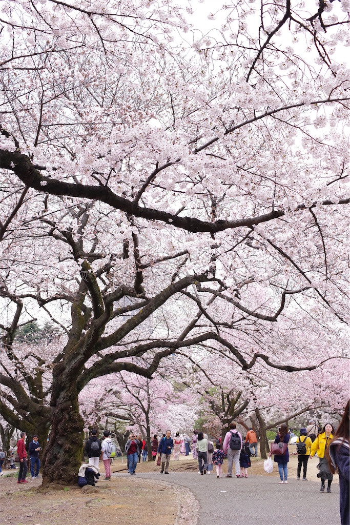 f:id:fiyalzha:20190403214712j:image