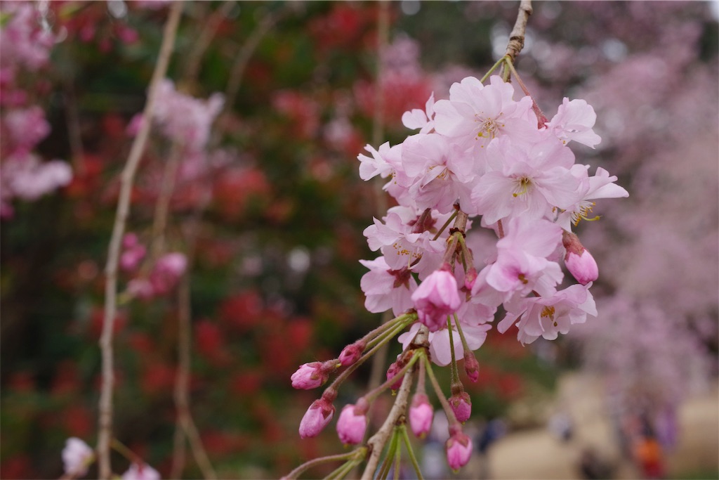 f:id:fiyalzha:20190403214716j:image